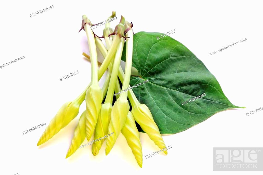 Stock Photo: Moonflower and leaf isolated on white background, Edible flower, vegetable, food, nature.