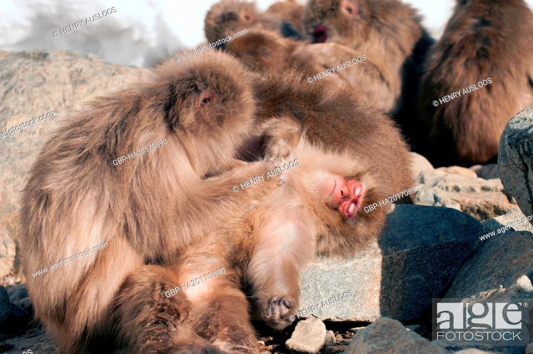 Stock Photo: Monkey-Japanese, Macaca fuscata (Macaque Japon) Japan, 2017.
