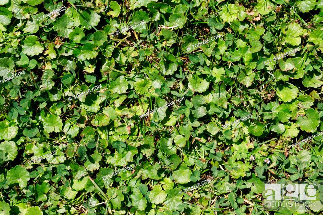 Stock Photo: green summer grass and other plant texture for background use.