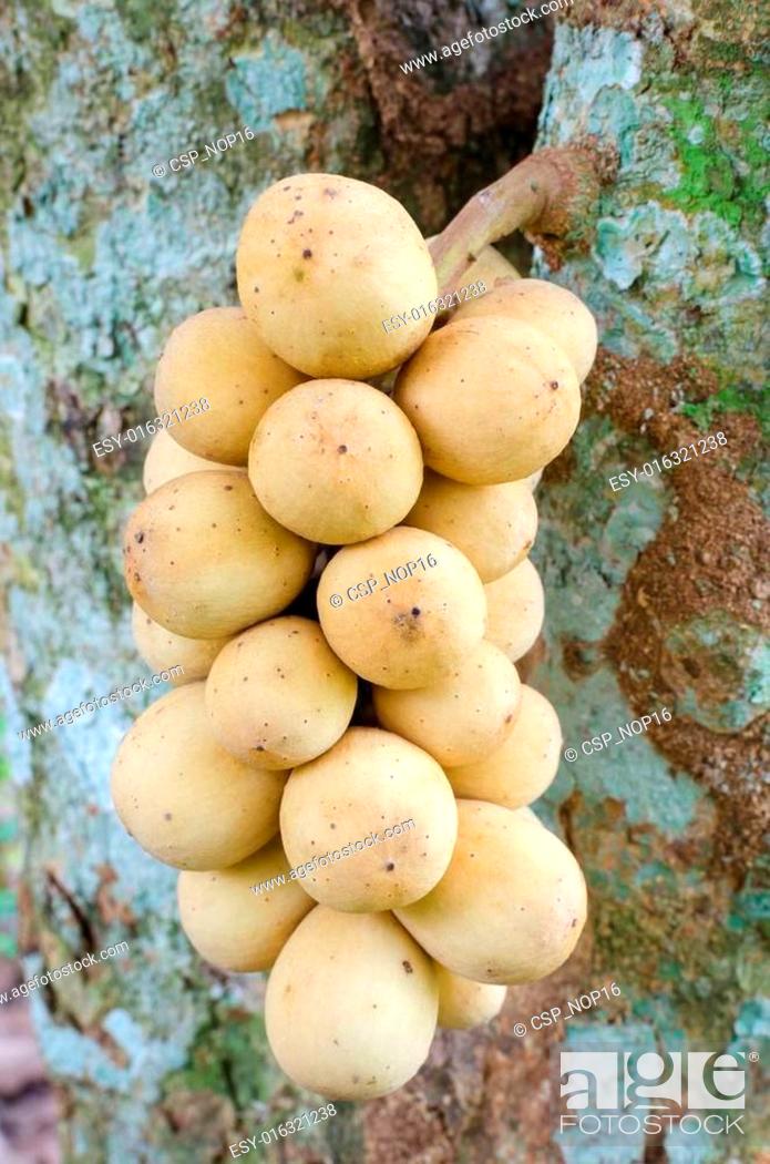 Stock Photo: Longkong fruit.