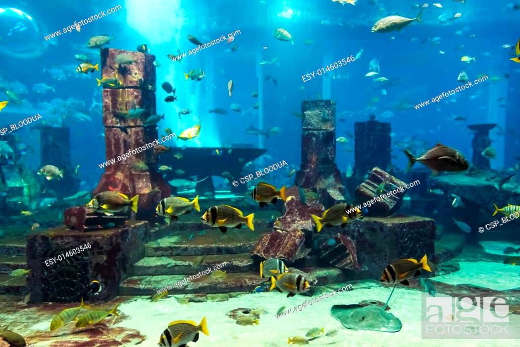 Photo de stock: Aquarium tropical fish on a coral reef.