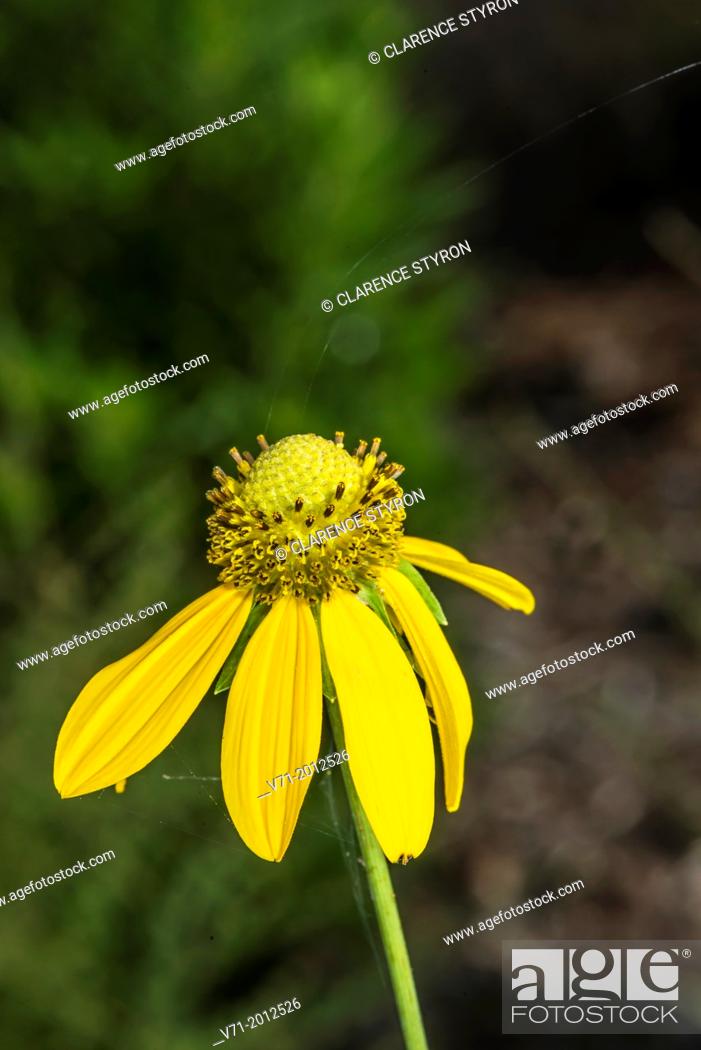 Stock Photo: Cutleaf Daisy Engelmannia peristenia Flower.