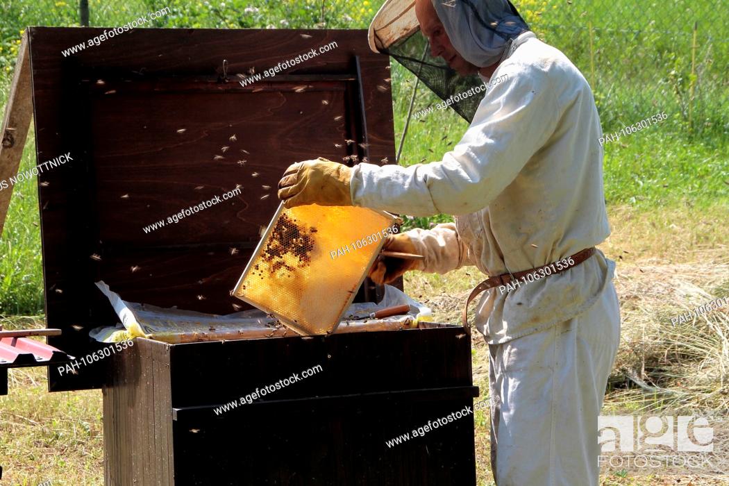 Stock Photo: A beekeeper harvesting his honey. The honey is in the cells of the honeycombs, which are made from the body's own wax and were built by the bees.