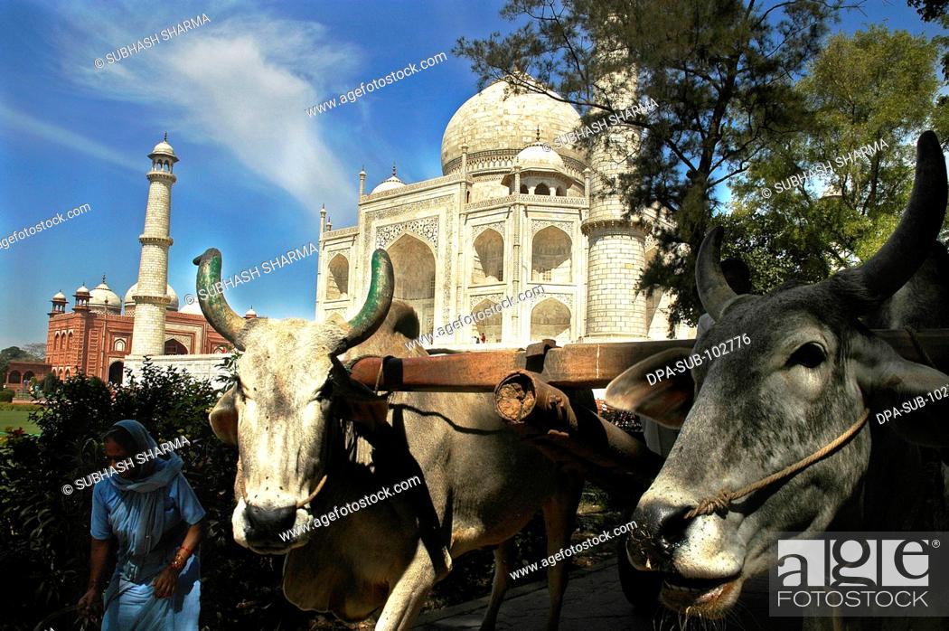 Two bulls bullock cart front Taj Mahal Agra Ancient artist artistic  beautiful blue sky clouds Color..., Foto de Stock, Imagen Derechos  Protegidos Pic. DPA-SUB-102776 | agefotostock