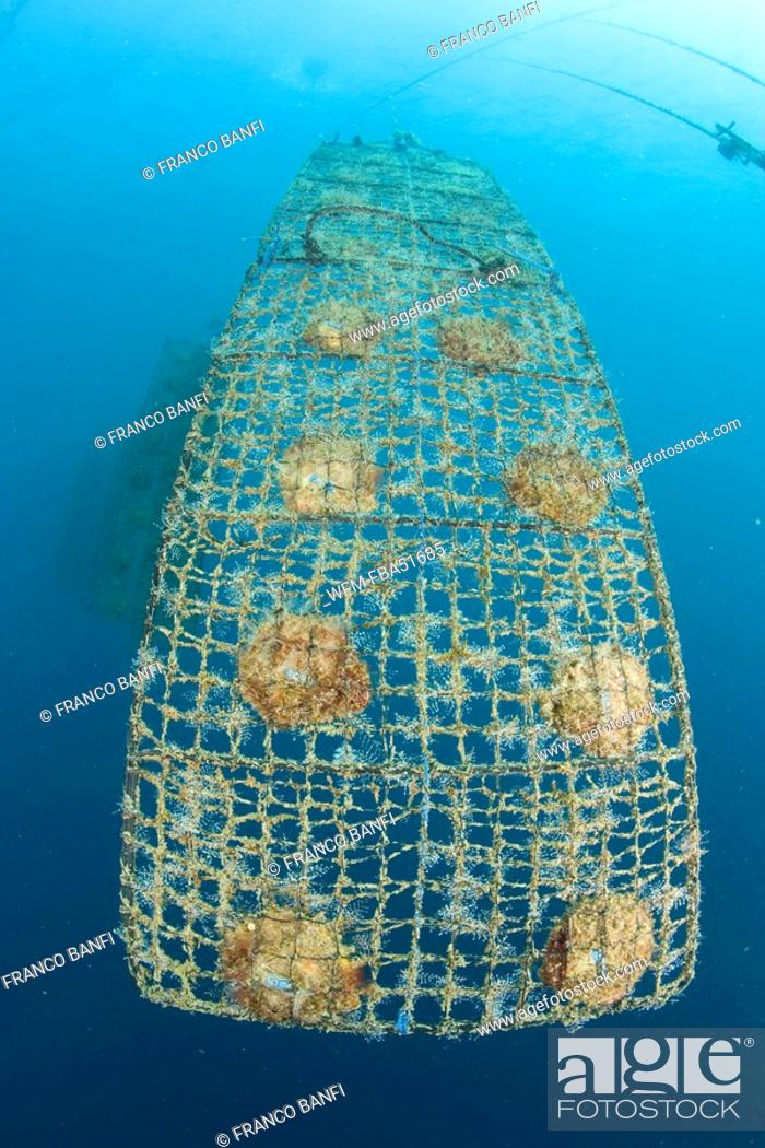 Stock Photo: Pearls Farm, Rows of Pearls Oyster into Adult Nets, Bali, Desa Pemuteran, Singaraja, Indo-Pacific, Indonesia.