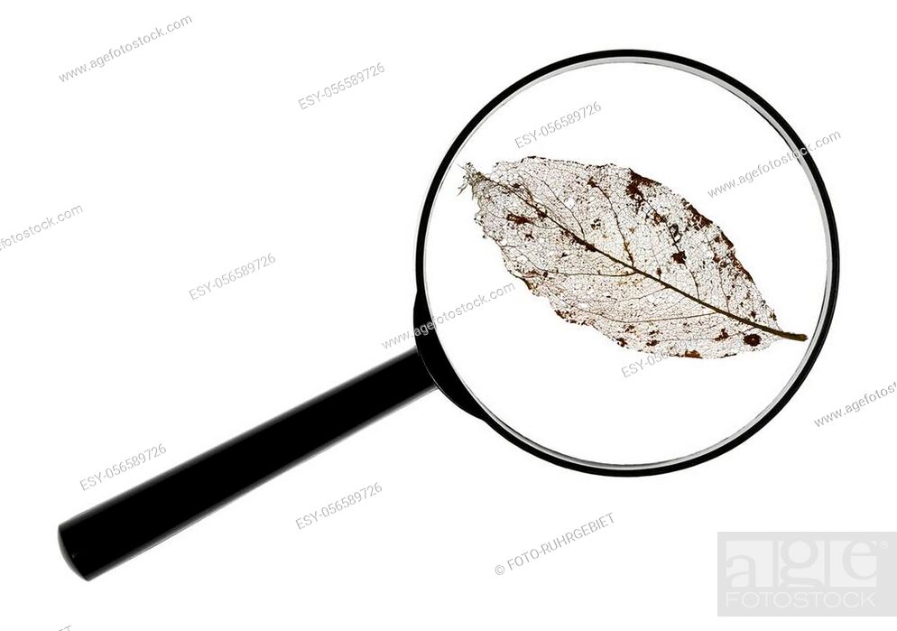 Stock Photo: Isolated skeleton of a leaf with fine veins.