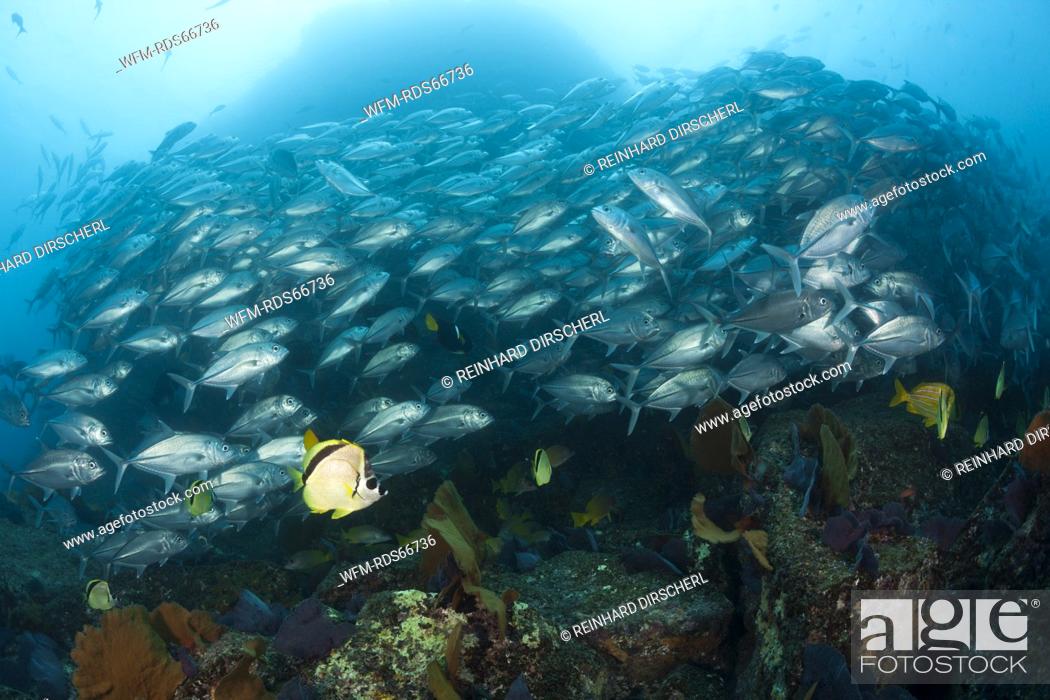 Stock Photo: Shoal of Bigeye Trevally and Barberfishes, Caranx sexfasciatus, Cabo Pulmo, Baja California Sur, Mexico.