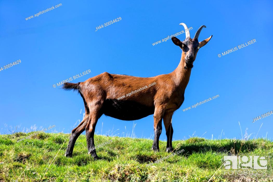 Blue, Emmental, fur, nanny-goat, domestic animal, sky, Sky-blue, horns,  small cattle, scenery, Stock Photo, Picture And Rights Managed Image. Pic.  H44-30054629 | agefotostock