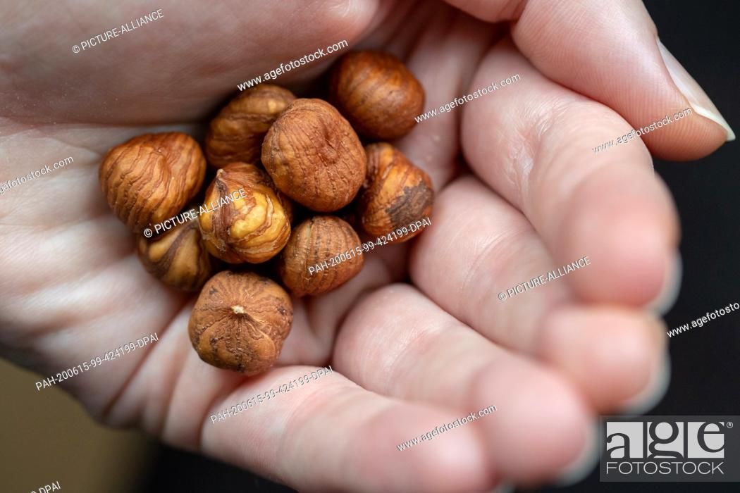 Photo de stock: 14 June 2020, Bavaria, Nuremberg: ILLUSTRATION - Hazelnut kernels lie in one hand. Cow's milk, wheat or nuts - some people react violently to this.
