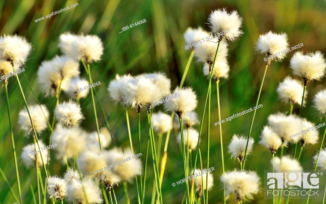 Photo de stock: Flowering Tussock Cottongrass (Eriophorum vaginatum), Bavaria, Germany.