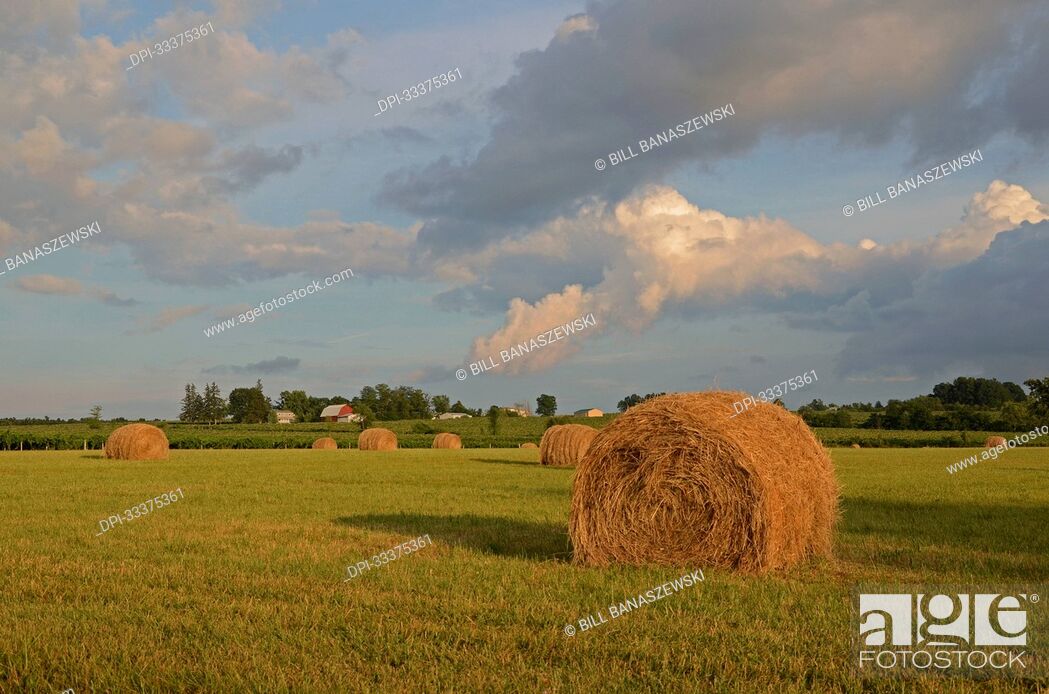 Stock Photo: Harvested hay bales in farm field with sunlit clouds in a blue sky; United States of America.