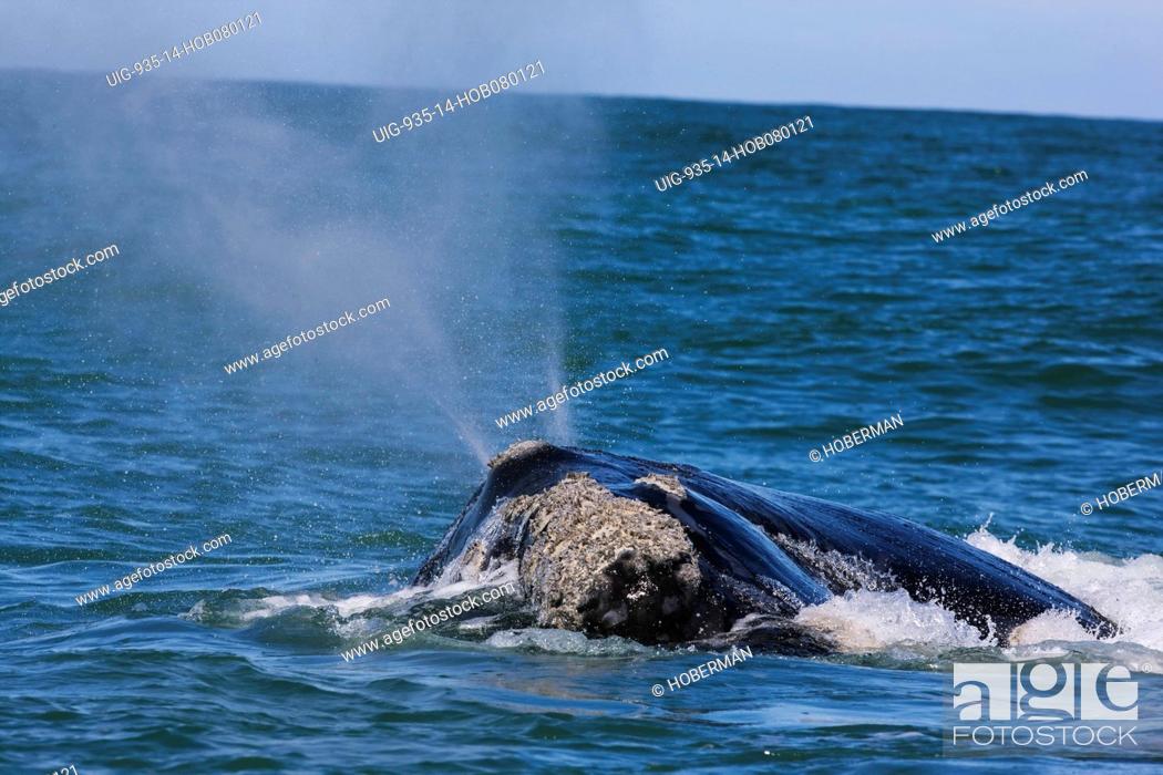 Stock Photo: Southern right whale, near Gansbaai, Western Cape.
