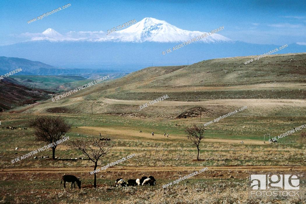 Stock Photo: Cattle and sheep grazing on the steppe with Mount Ararat (5137 m) in the background, Armenia.
