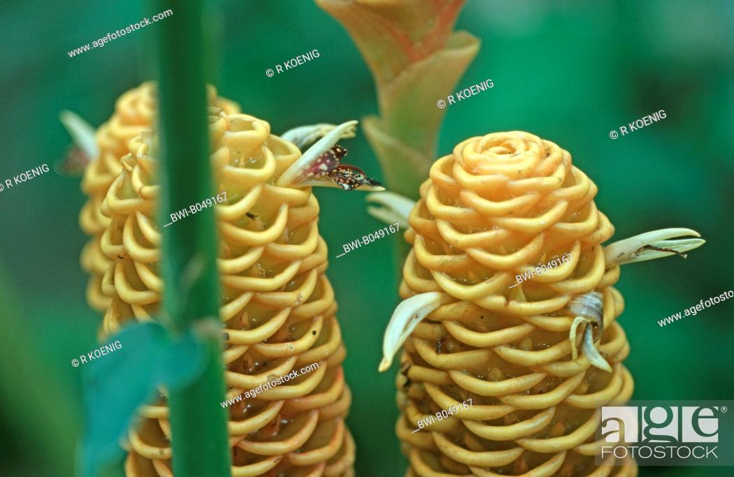 Stock Photo: Black Gingerwort, Beehive Ginger Zingiber spectabile, inflorescences.