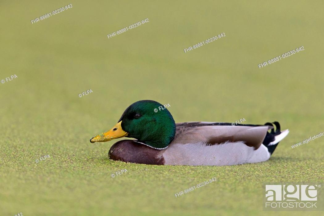 Stock Photo: Mallard (Anas platyrhynchos) adult male, swimming on pond covered in duckweed, Bushy Park, Ricmond upon Thames, London, England, October.