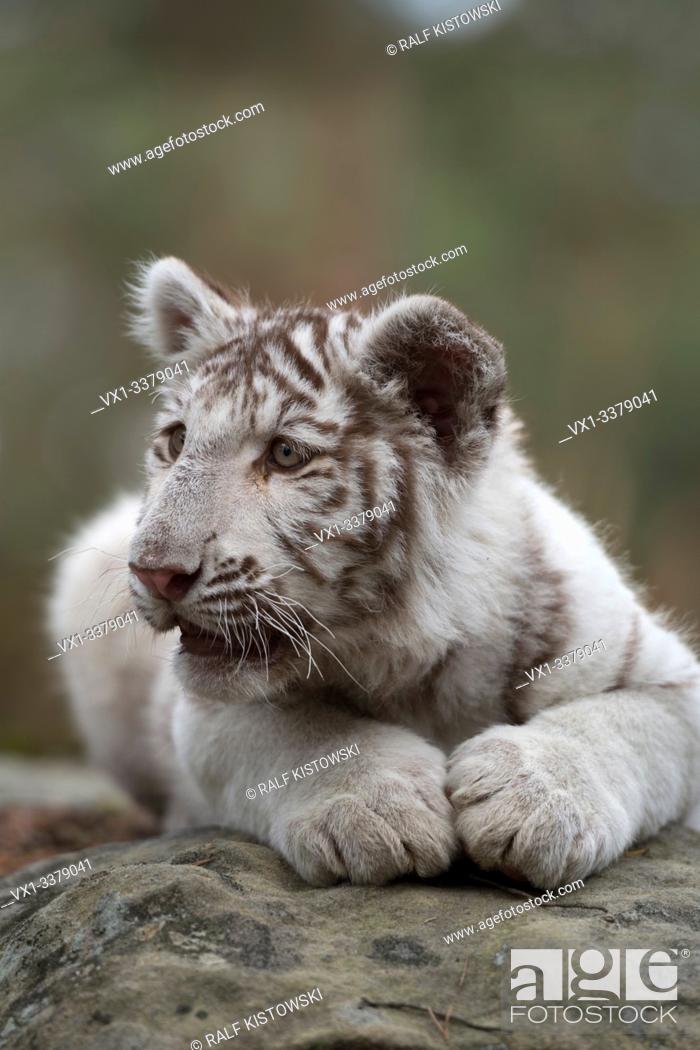 Stock Photo: Royal Bengal Tiger / Koenigstiger ( Panthera tigris ), young cub, kitten, white leucistic morph, lying on rocks, resting, watching around, looks cute and funny.