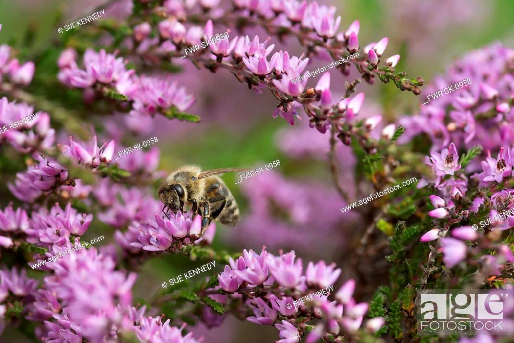 Stock Photo: Heather, Calluna vulgaris, close up of Honey bee, Apis mellifera pollinating the flowers on moorland Co Durham.