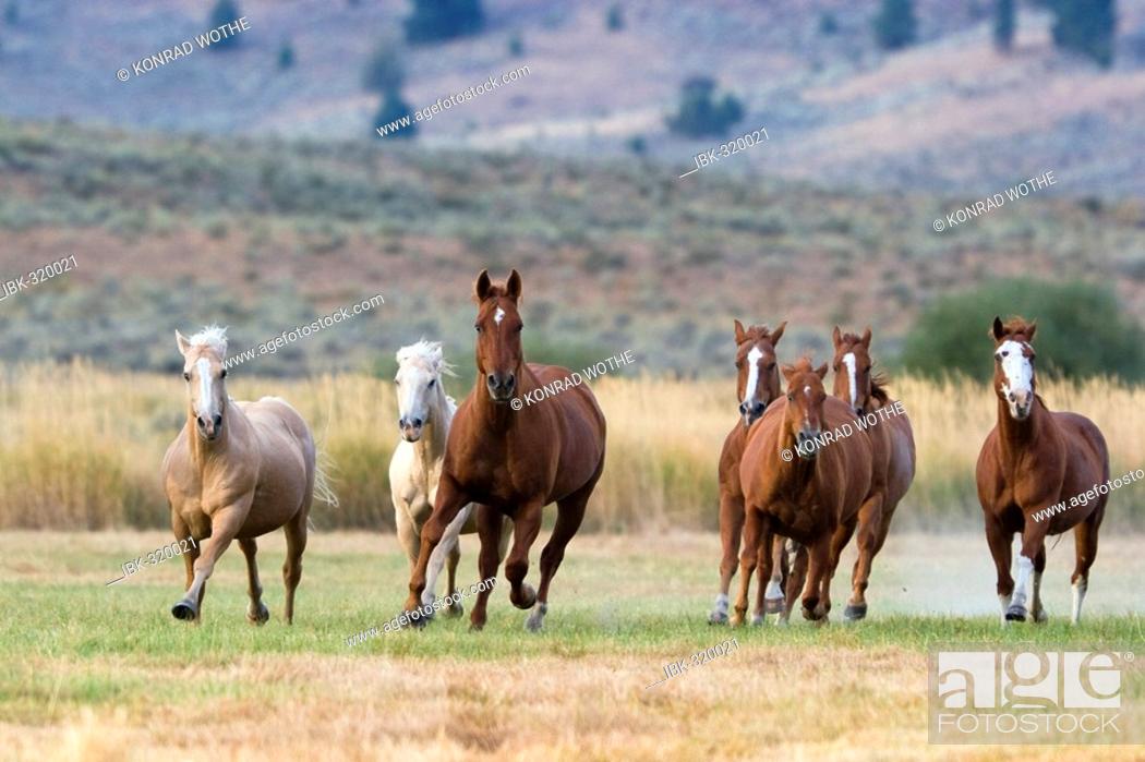 Stock Photo: Horses in wildwest Oregon, USA.