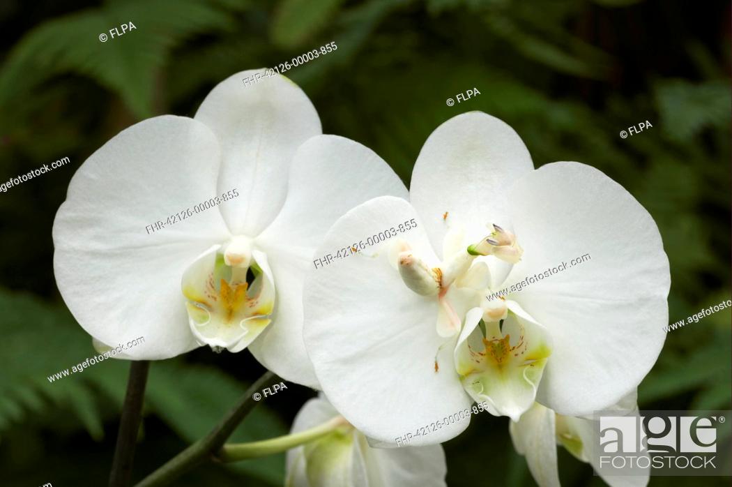 Orchid Mantis Hymenopus Coronatus Adult Camouflaged On Phalaenopsis Orchid Flower Captive Stock Photo Picture And Rights Managed Image Pic Fhr 42126 00003 855 Agefotostock,Red Fox Pet Price