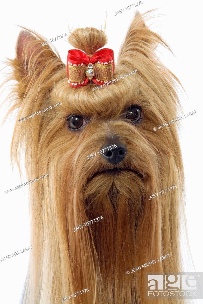 7x10 FT Yorkie Vinyl Photography Backdrop,Terrier with Cute Bow on Head Colored Sketch Speckled Dog Lifelike Beast Yorkie Background for Party Home Decor Outdoorsy Theme Shoot Props
