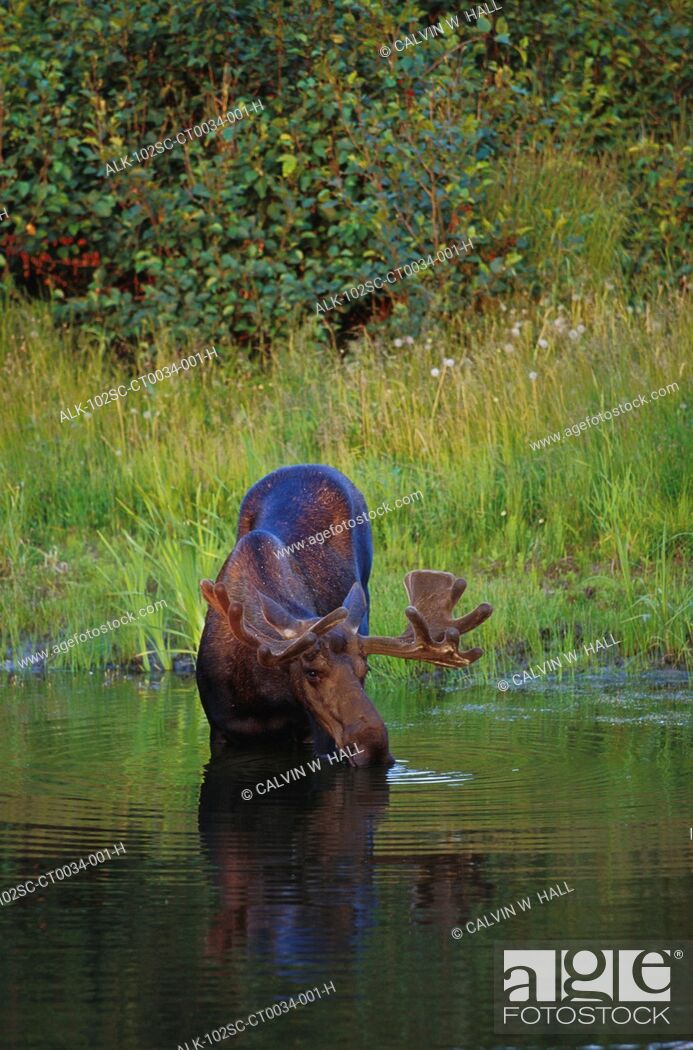 Stock Photo: Bull Moose in Velvet Stands in Pond Anchorage Area SC AK Summer.