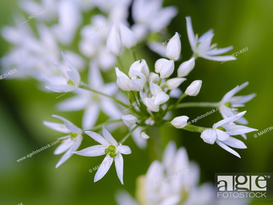 Stock Photo: Wild Garlic (Allium ursinum). Europe, Central Europe, Germany.