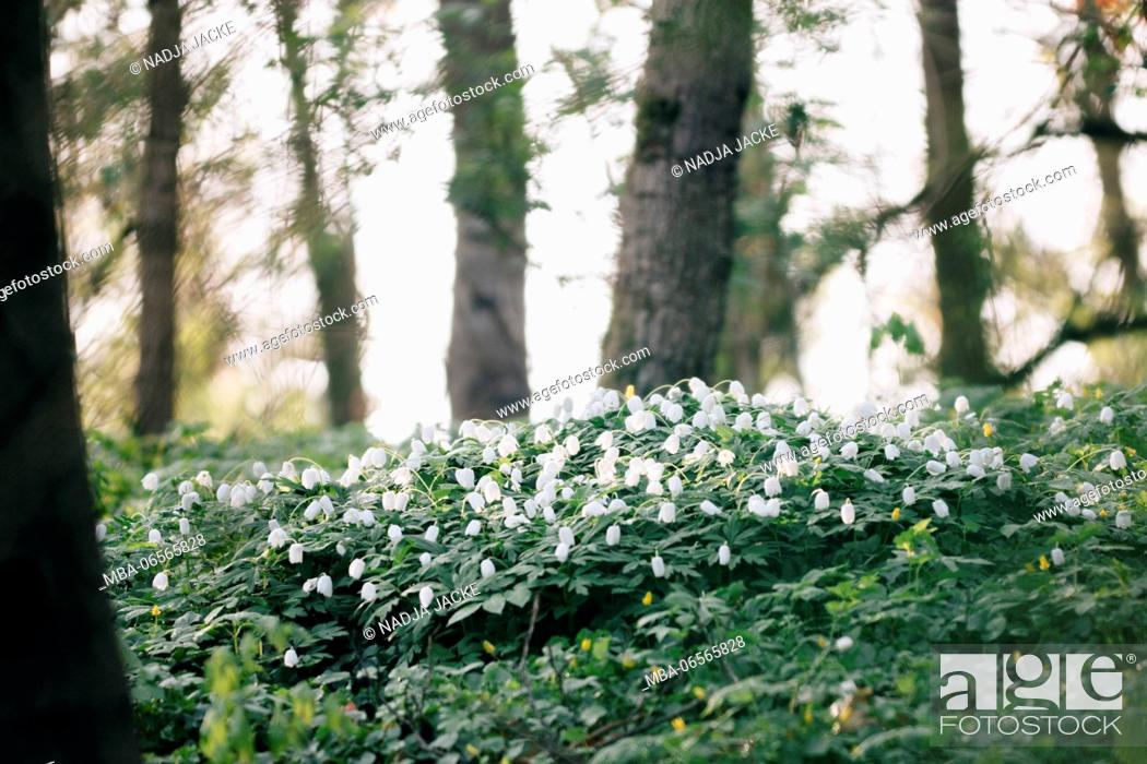 Stock Photo: Wood anemone in the forest,.