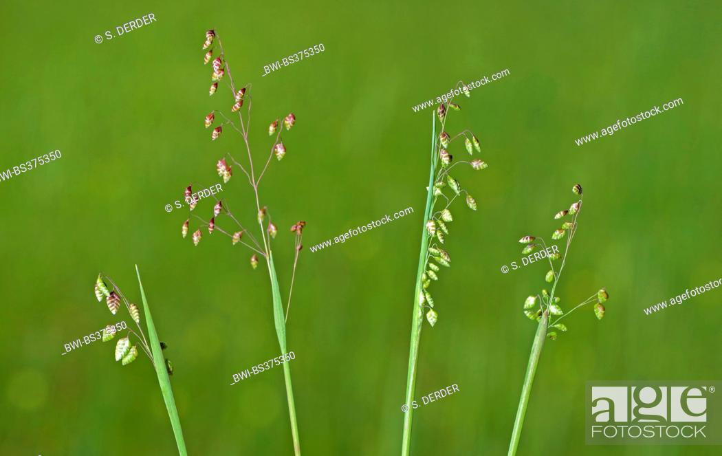 Quaking-grass, Cow-quake, Didder, Dithering-grass, Dodder-grass, Doddering  Dillies, Doddle-grass, Stock Photo, Picture And Rights Managed Image. Pic.  BWI-BS375350 | agefotostock