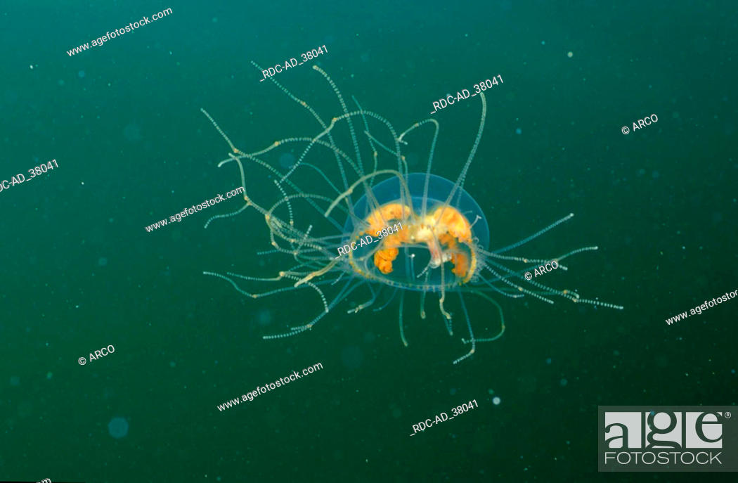 Jellyfish Norway Scyphozoa spec. cup animals cnidarians 