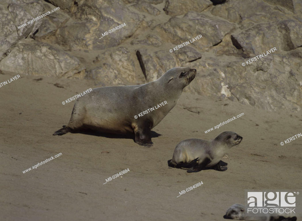 Stock Photo: Dwarf fur seals, dam, young,.