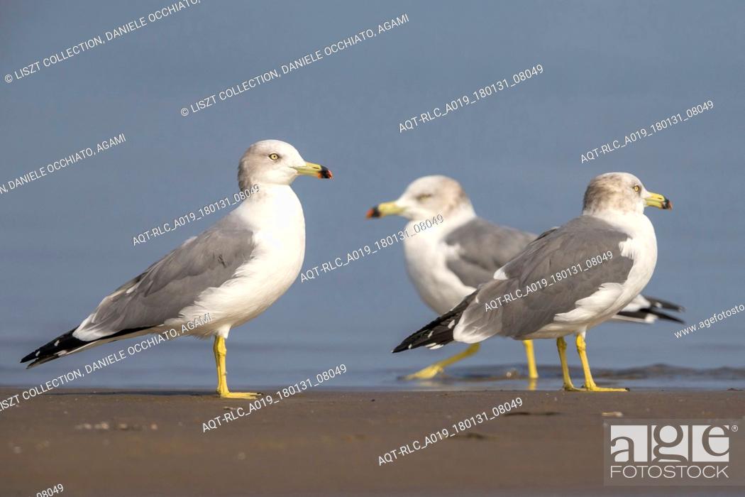 Stock Photo: Adult Black-tailed Gull non-breeding, Black-tailed Gull, Larus crassirostris.