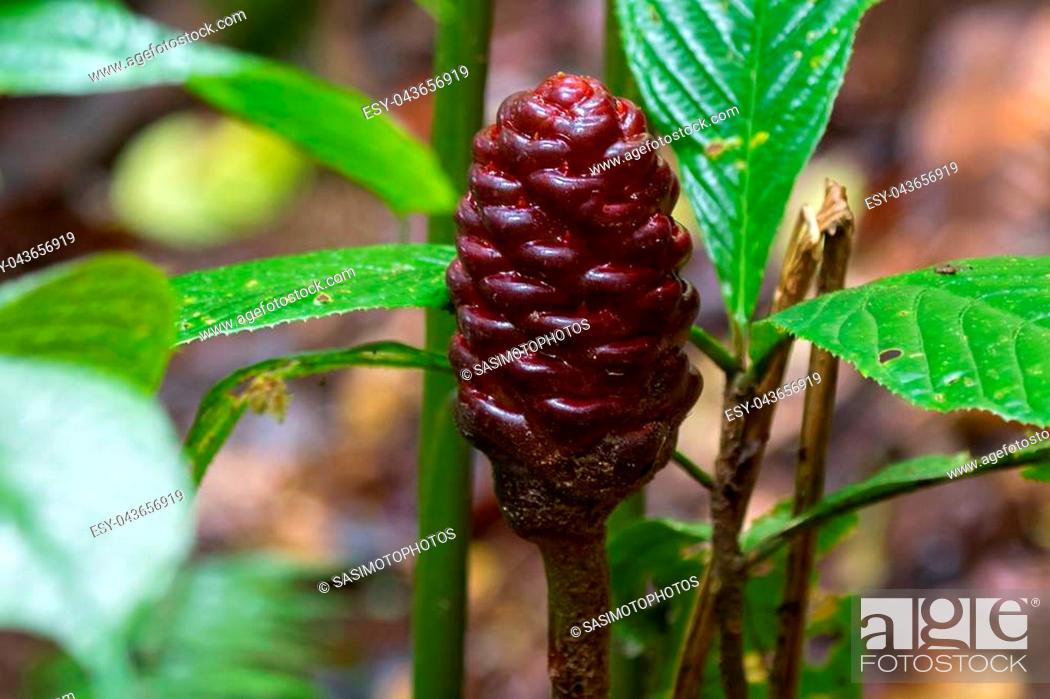 Stock Photo: Black Ginger wort, Malaysian Beehive ginger in dark red growing in forest at Fraser’s Hill, Malaysia, South east Asia (Zingiber).