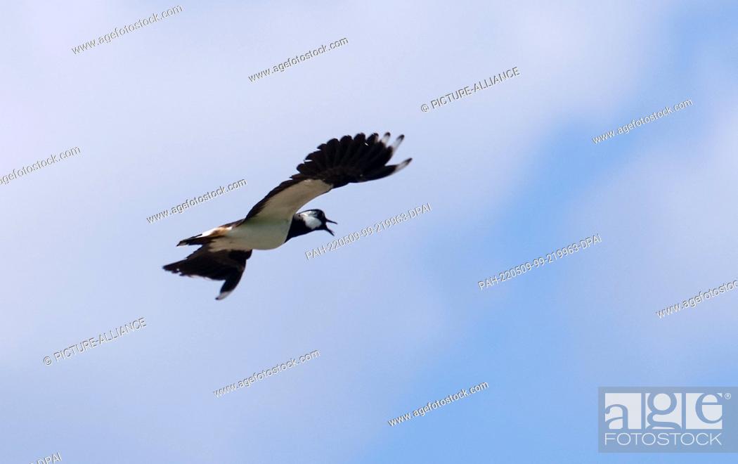 Stock Photo: 09 May 2022, Baden-Wuerttemberg, Tübingen: A male lapwing (Vanellus vanellus) flies in the sky. Last year, the state of Baden-Württemberg acquired ""lapwing.