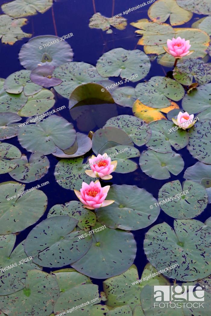 Stock Photo: Pond filled with water lilies.