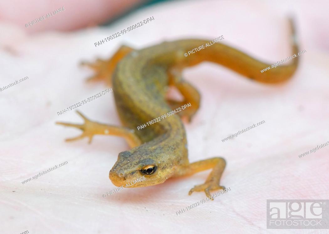 Stock Photo: 22 March 2019, Brandenburg, Sauen: A female pond newt (Triturus vulgaris) can be seen on the hand of a conservationist in the forest of the August Bier.
