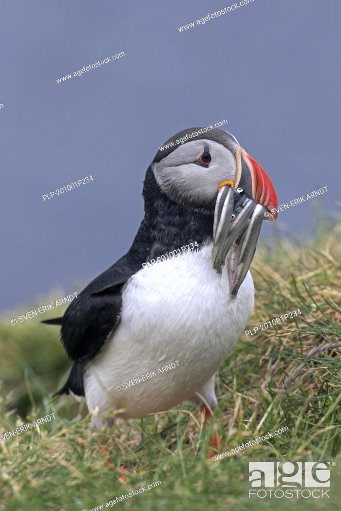 Stock Photo: Atlantic puffin (Fratercula arctica) with beak full of fish bringing sand eels / sandeels to burrow on sea cliff top in seabird colony in summer.