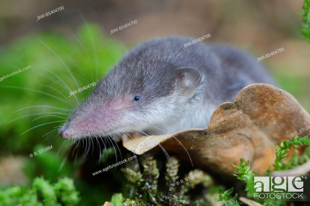 lesser white-toothed shrew (Crocidura suaveolens), young animal, head shot,  Germany, Bavaria, Stock Photo, Picture And Rights Managed Image. Pic.  BWI-BS404700 | agefotostock