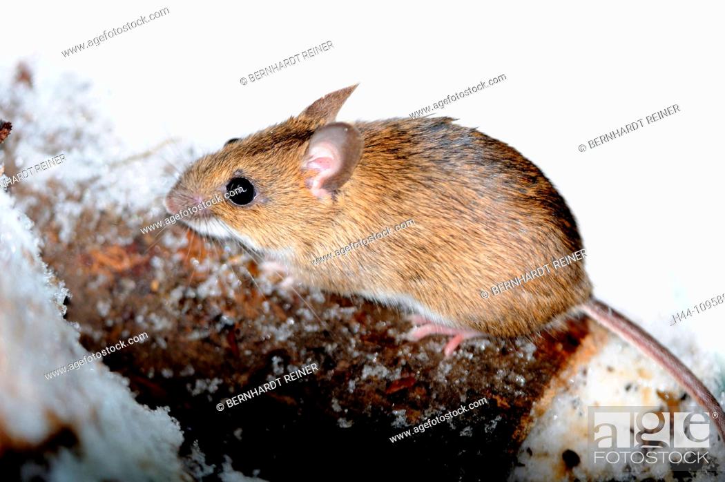 Field mouse, rodent, mice, mus musculus, little, unwanted, gray mouse, fur  animal, eat, winter, snow, Stock Photo, Picture And Rights Managed Image.  Pic. H44-10958871 | agefotostock