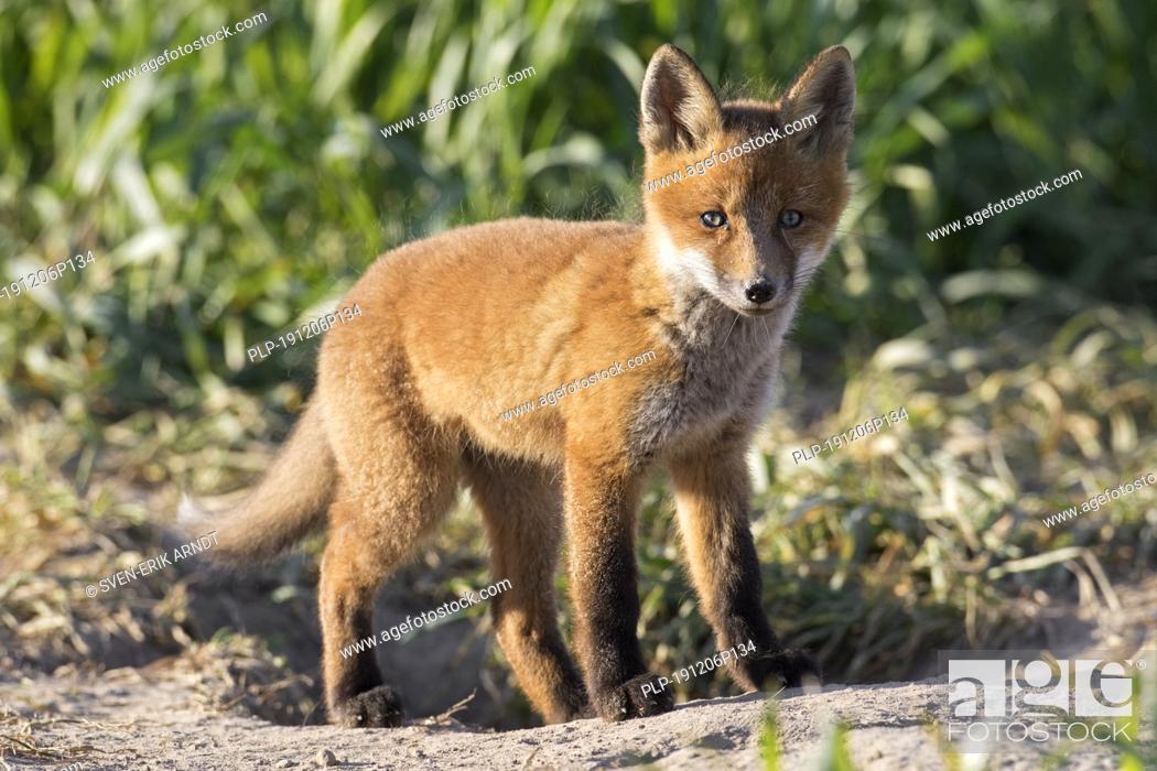 Stock Photo: Young red fox (Vulpes vulpes) single kit emerging from burrow in grassland / meadow in spring.