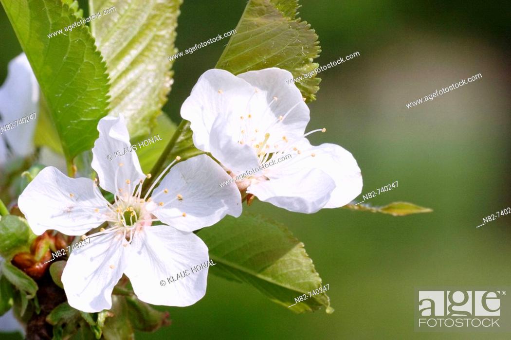 Stock Photo: Cherry blossom - Franconia, Bavaria / Germany.