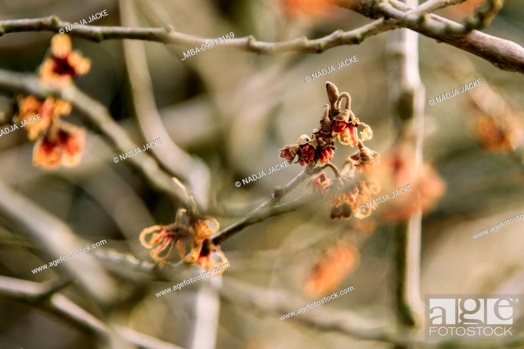 Stock Photo: Plant detail, buds on the tree, close-up.