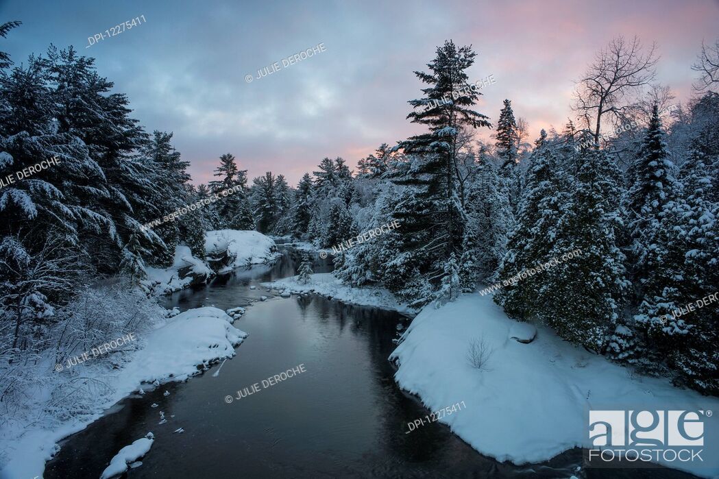 Stock Photo: River with snow covered evergreens at sunset; Ontario, Canada.