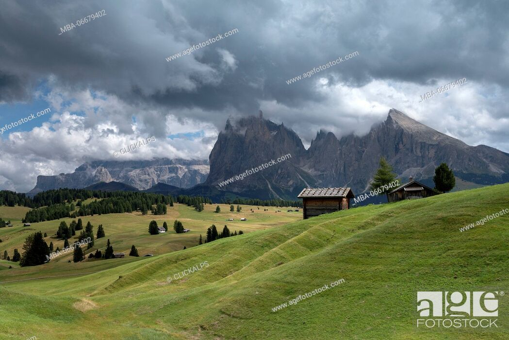 Imagen: Alpe di Siusi/Seiser Alm, Dolomites, South Tyrol, Italy. View from the Alpe di Siusi to the peaks of Sassolungo/Langkofel and Sassopiatto / Plattkofel.