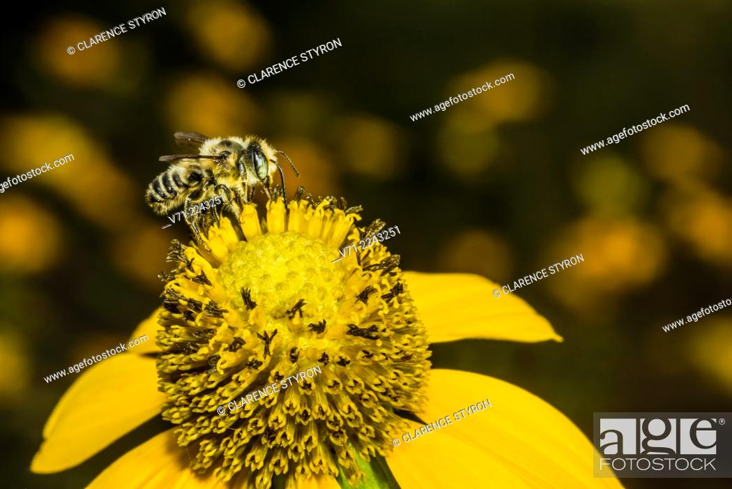 Stock Photo: Leafcutting Bee (Megachile sp.) Feeding on Cutleaf Daisy (Engelmannia peristenia) Flower.