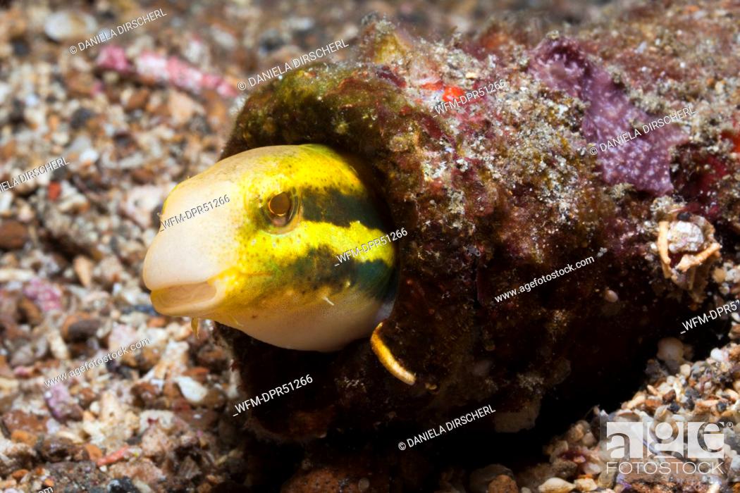 Stock Photo: Striped Blenny Mimic hides in Bottle, Petroscirtes breviceps, Lembeh Strait, Sulawesi, Indonesia.