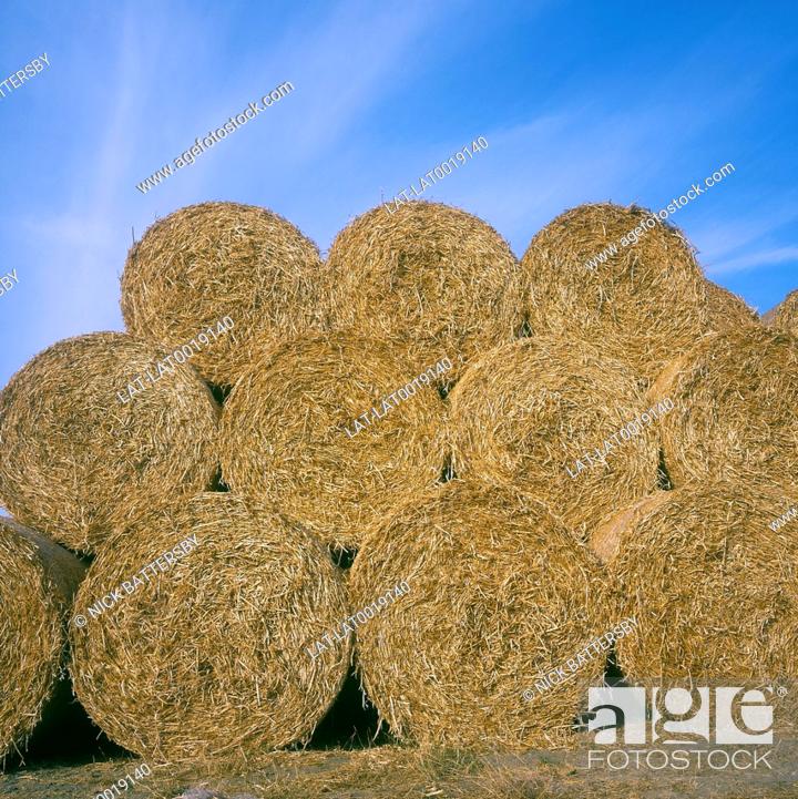 Stock Photo: Harvesting is the process of gathering mature crops from the fields, marking the end of the growing season. Round bales of straw are produced by the use of a.