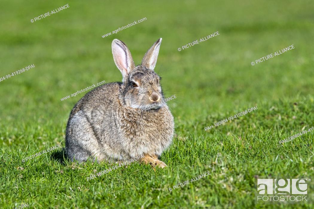 Stock Photo: 12 July 2018, Scotland: A European rabbit (Oryctolagus cuniculus) rests on a meadow.- NO WIRE SERVICE - Photo: Philippe Clément/dpa.