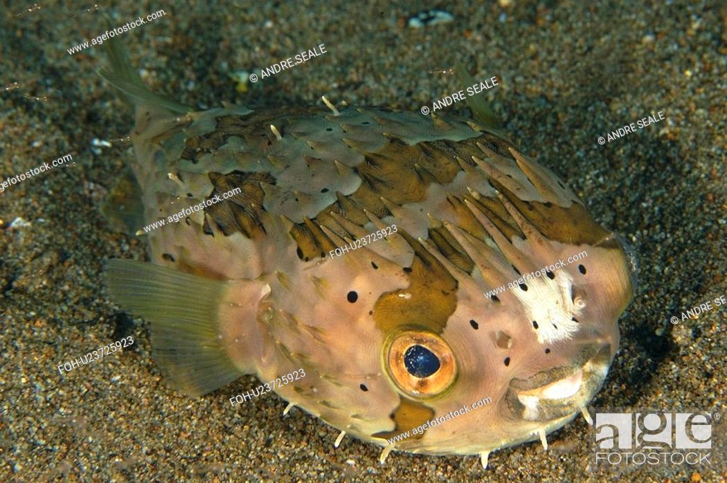 Stock Photo: Balloon fish, Diodon holocanthus, Sahara, Dumaguete, Negros, Philippines.