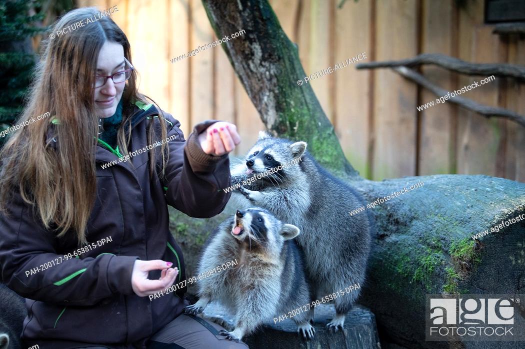 Stock Photo: 16 January 2020, Brandenburg, Neuruppin: The trainee Sarah feeds two young raccoons at the animal park Kunsterspring. The animals are among the five orphaned.