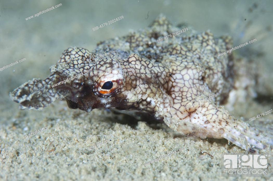 Stock Photo: A Dragon Sea Moth, Eurypegasus draconis, resting on sand, Taliabu Island, Sula Islands, Indonesia.